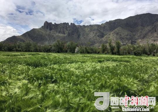 2017年西藏青稞總產量達到79萬噸，占糧食總產量的77%。圖為西藏青稞?！⊥跤窳?攝