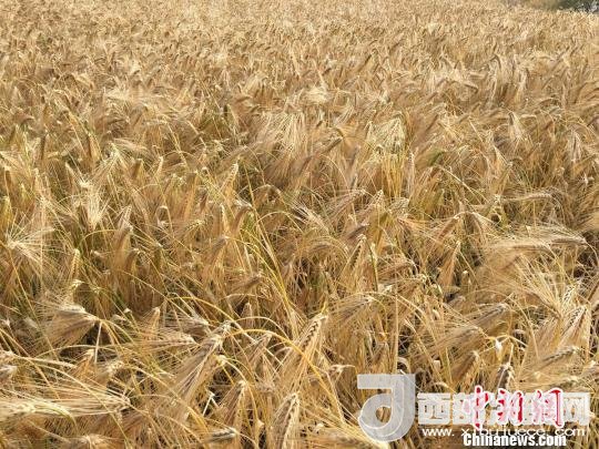 2017年西藏青稞種植面積達210多萬畝，占糧食播種面積的75%。圖為成熟期的青稞?！⊥跤窳?攝