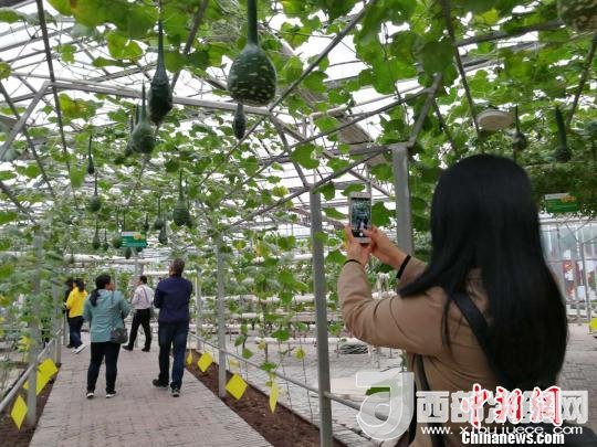 山西省郵政管理局積極推動“一市一品”農特產品進城項目。 資料圖 楊杰英 攝