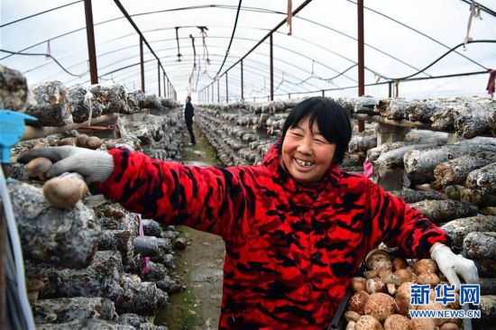 (走基層 聽民聲)(1)河南魯山:香菇種植助農(nóng)致富
