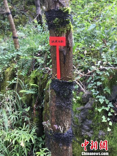 貴州同威生物科技有限公司鐵皮石斛種植?！≈軏?攝