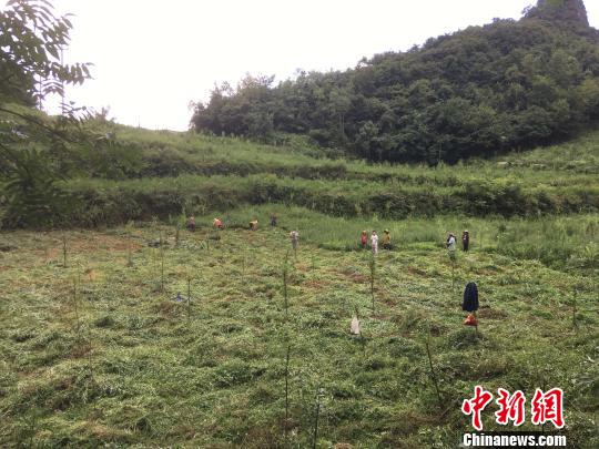 貴州同威生物科技有限公司天麻種植基地?！≈軏?攝