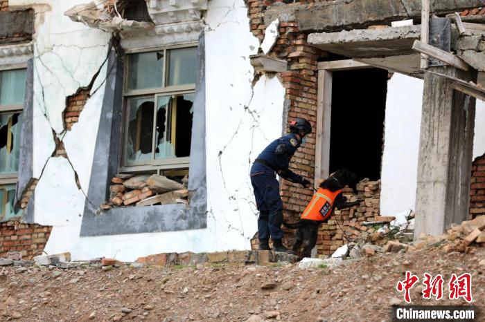 圖為搜救犬進行模擬搜救。青海省應(yīng)急廳