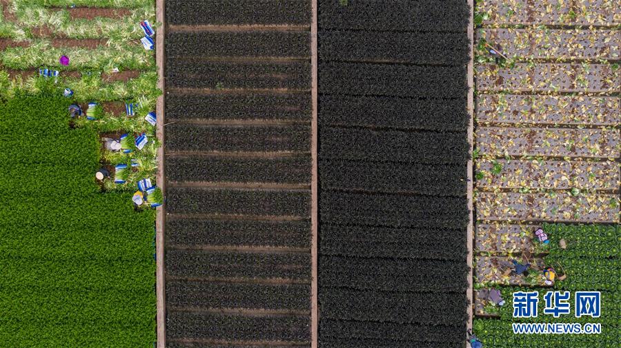 (新華全媒頭條·走向我們的小康生活·圖文互動(dòng))(11)綠染云嶺小康路——生態(tài)文明建設(shè)的云南實(shí)踐